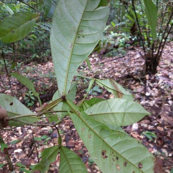 Inga acreana Hoja