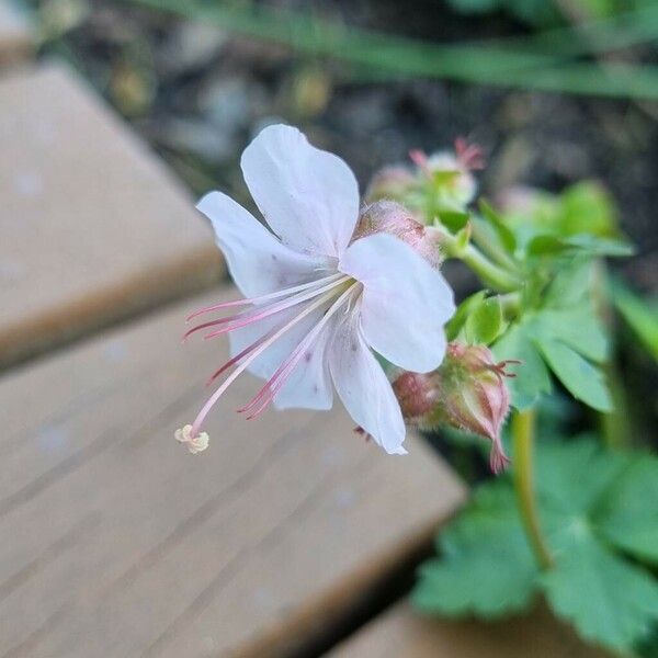 Geranium macrorrhizum Blüte