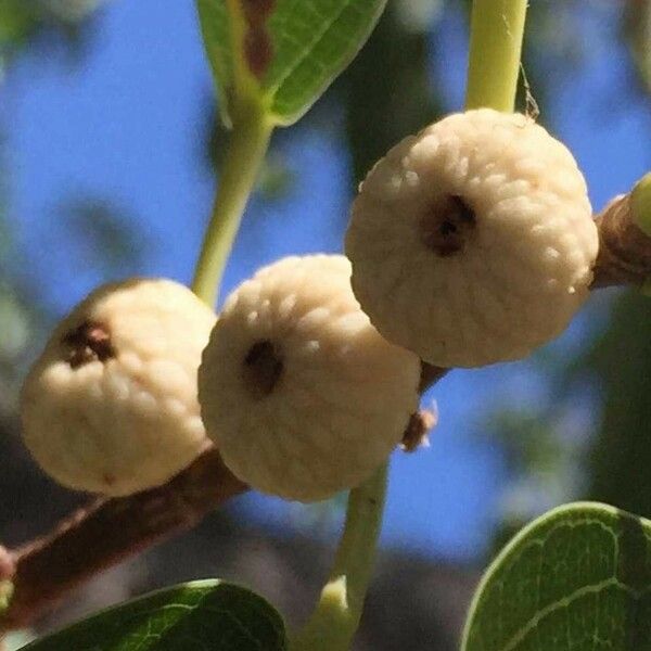 Ficus salicifolia Vili