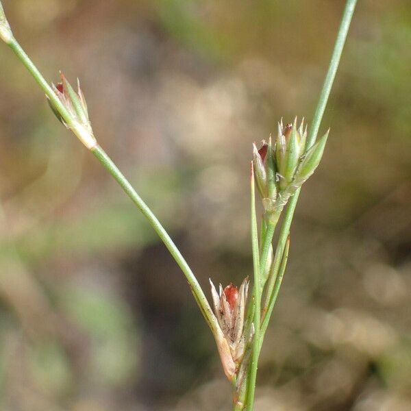 Juncus bufonius Plod