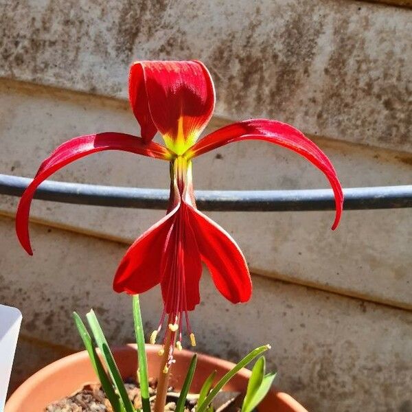 Sprekelia formosissima Cvet