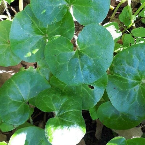 Asarum europaeum Leaf