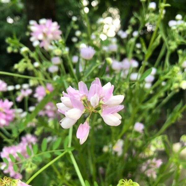 Coronilla viminalis Flower