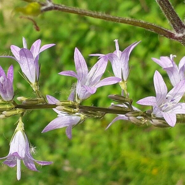 Campanula rapunculus Flower