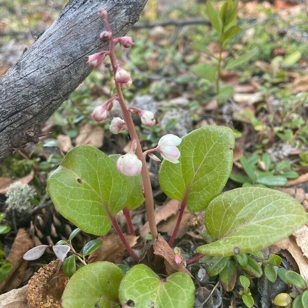 Pyrola asarifolia Leaf