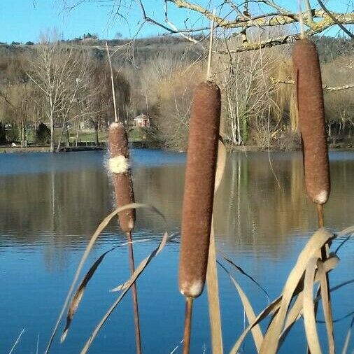 Typha latifolia ᱡᱚ