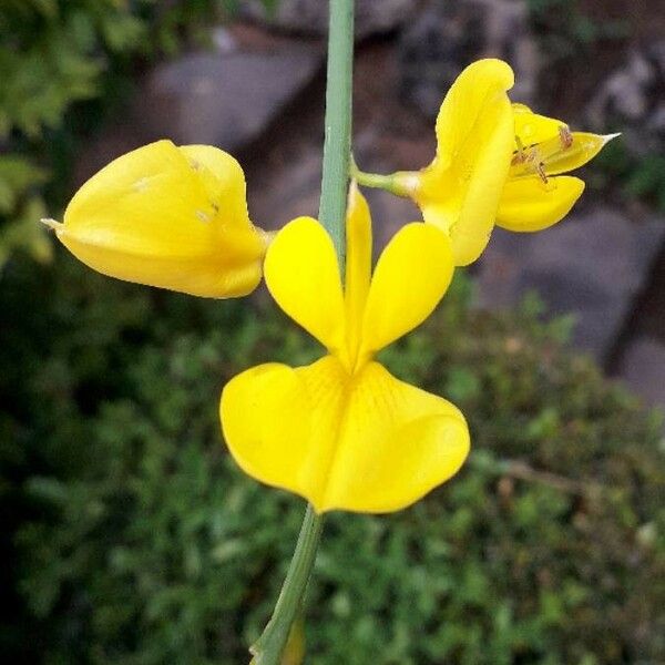 Spartium junceum Flower