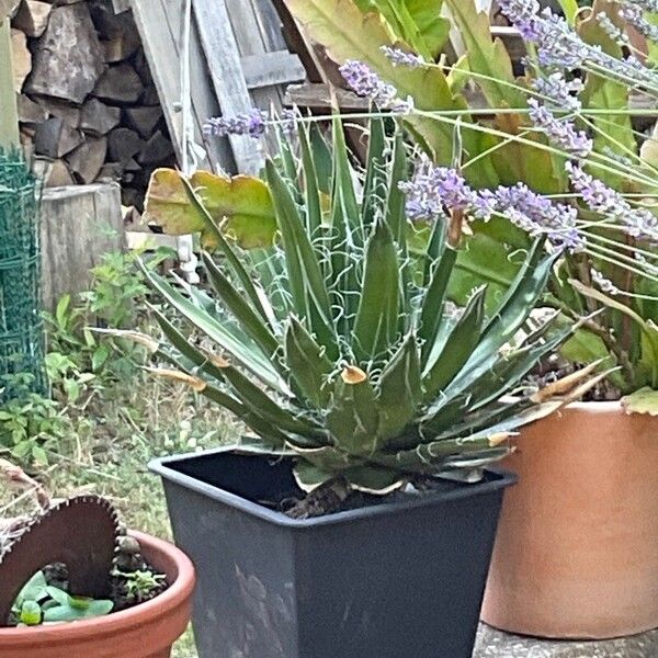 Agave filifera Leaf