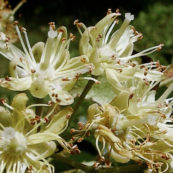 Tilia platyphyllos ফুল