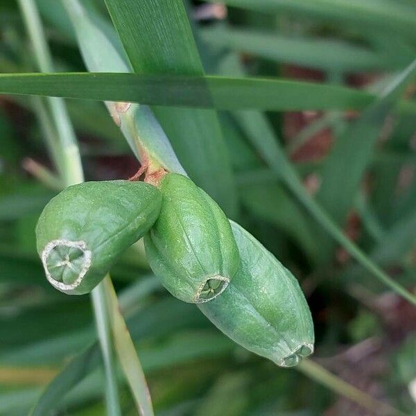 Dietes iridioides Frucht