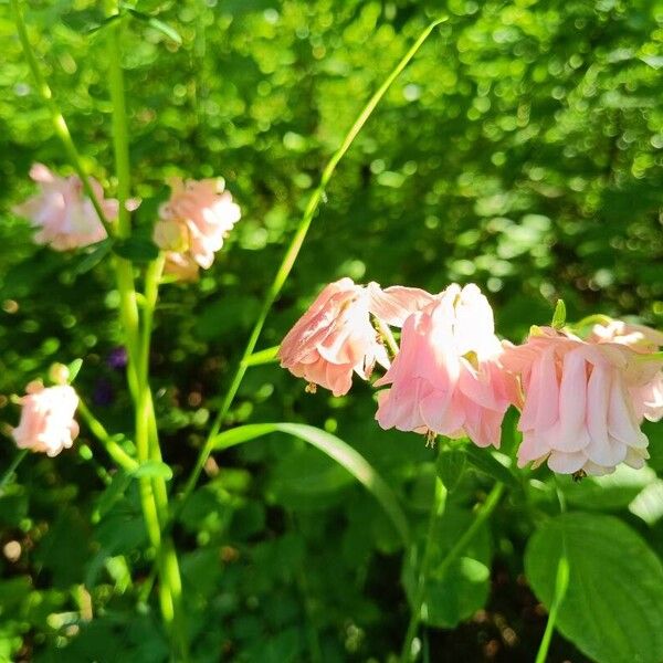 Aquilegia nigricans ফুল