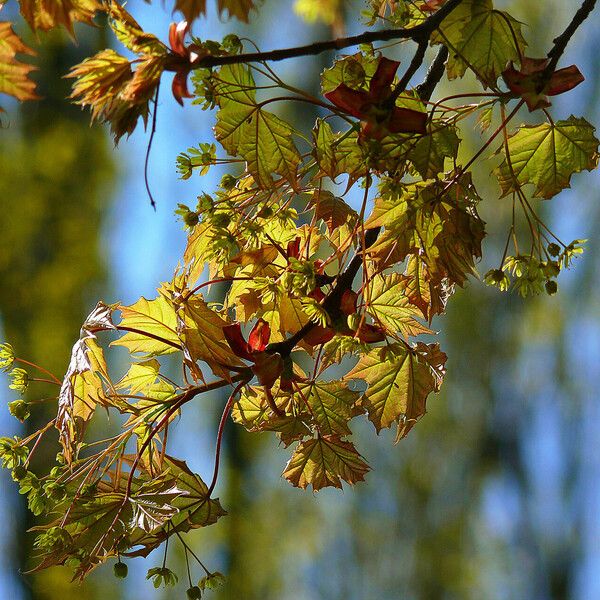 Acer rubrum Levél