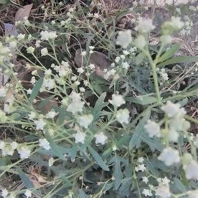 Parthenium hysterophorus Plante entière