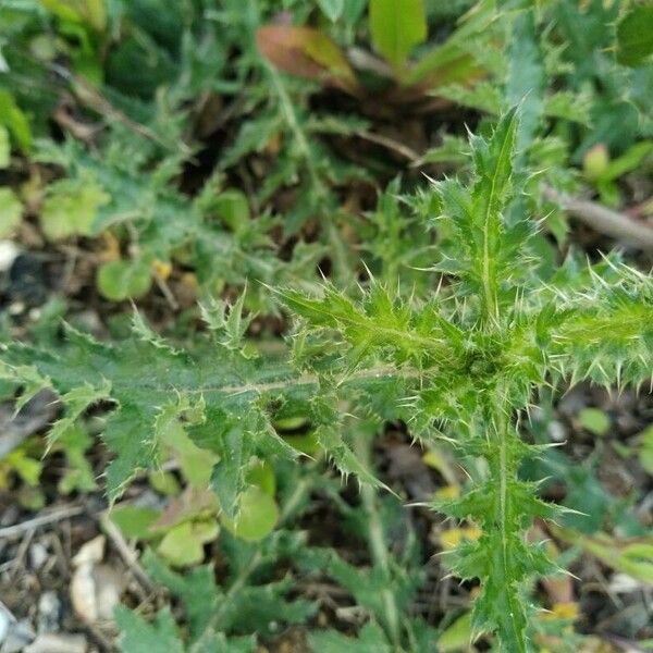 Carduus crispus Leaf