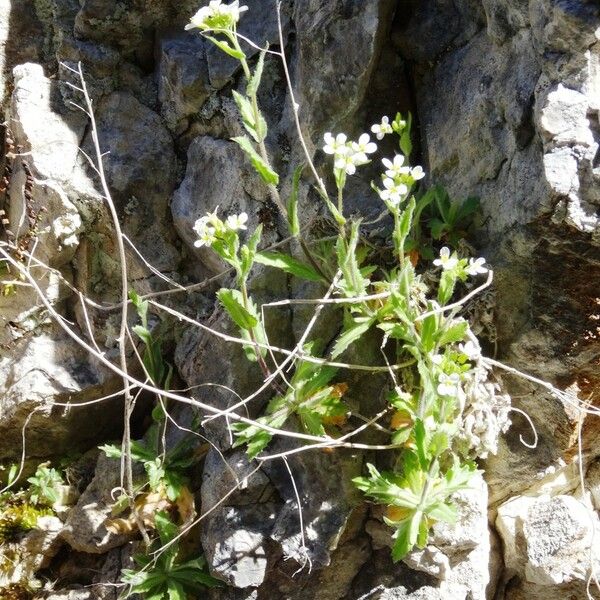 Arabis nova Habit