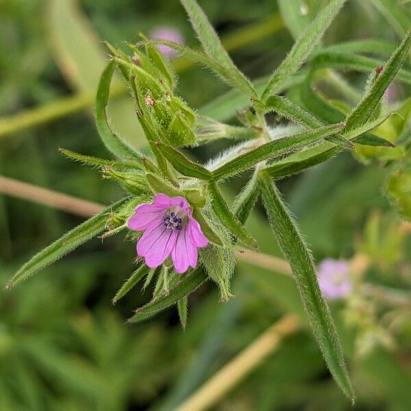 Geranium dissectum Květ