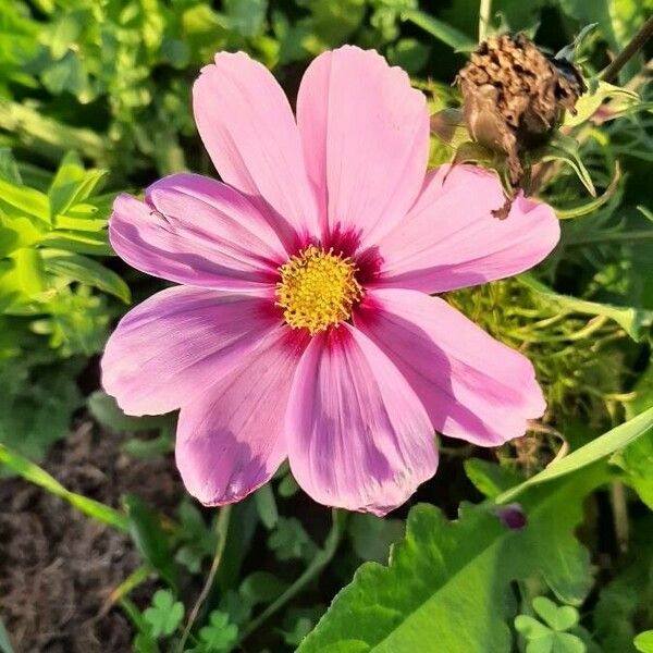 Cosmos bipinnatus Flower