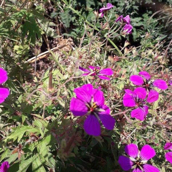 Geranium psilostemon Blomma