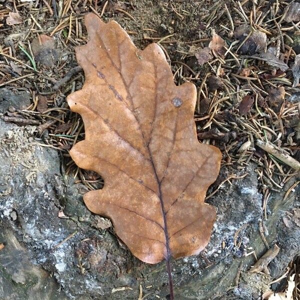 Quercus petraea Blad