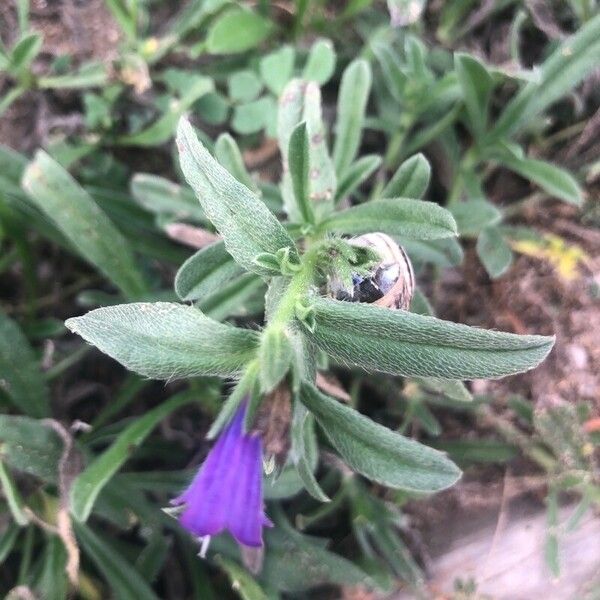 Echium sabulicola पत्ता