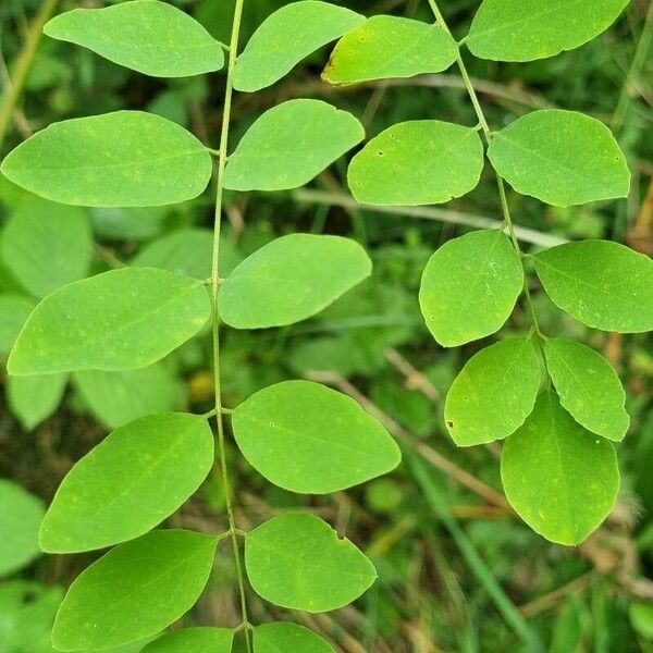 Robinia pseudoacacia Blad