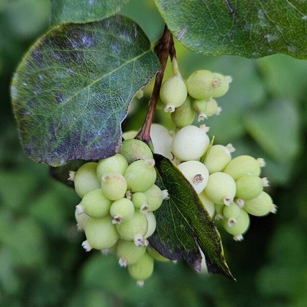 Symphoricarpos albus 果實