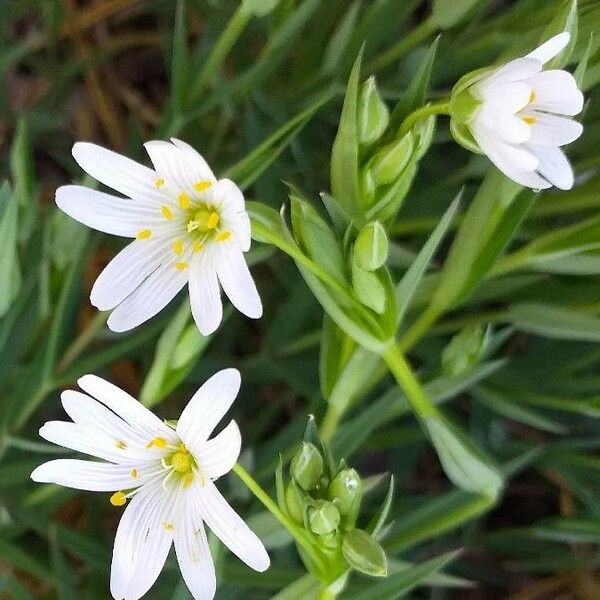 Rabelera holostea Blomma