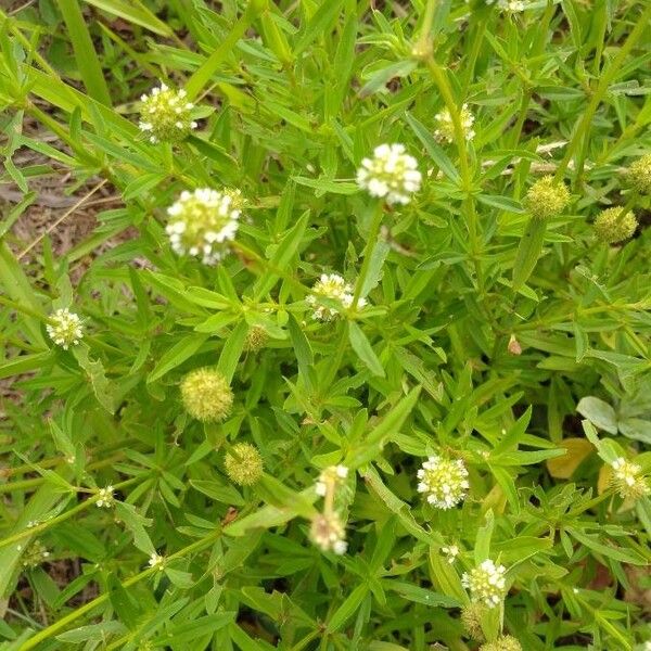 Spermacoce verticillata Hábito