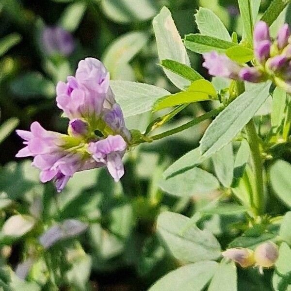 Medicago × varia Kukka