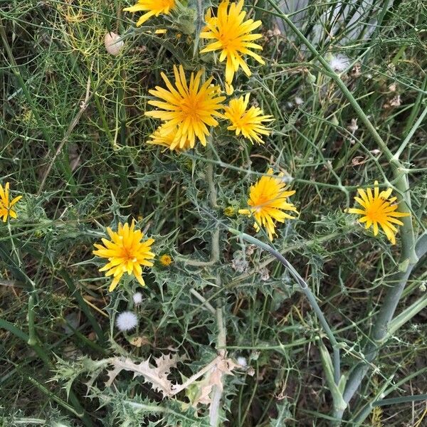 Scolymus hispanicus Hábitos