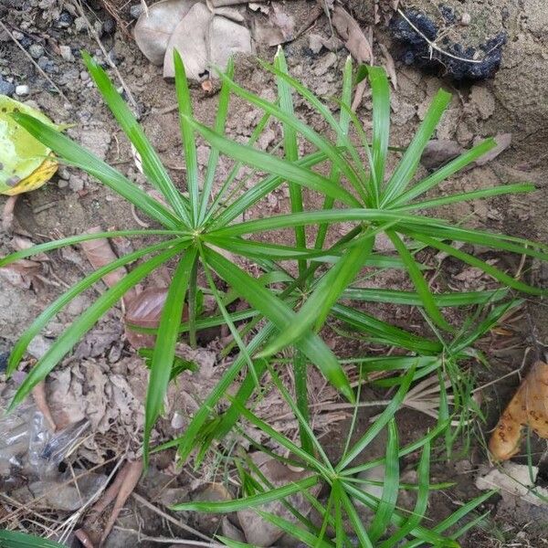 Cyperus alternifolius Листок