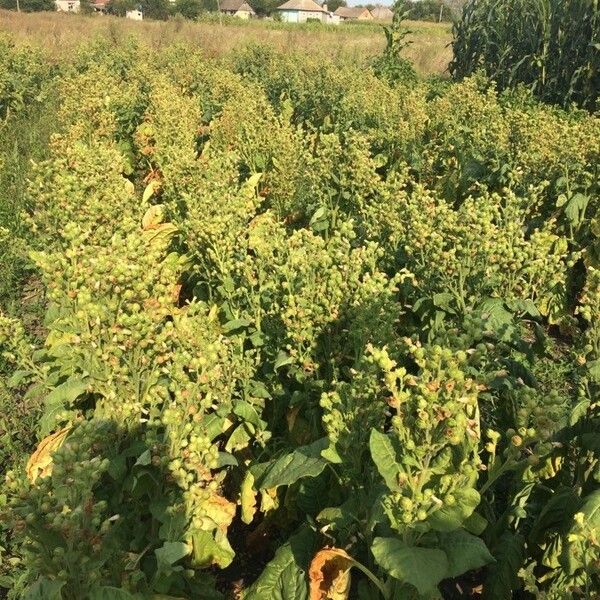 Nicotiana rustica (Aztec tobacco)