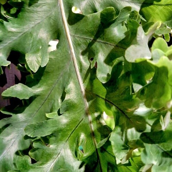 Phlebodium aureum Leaf