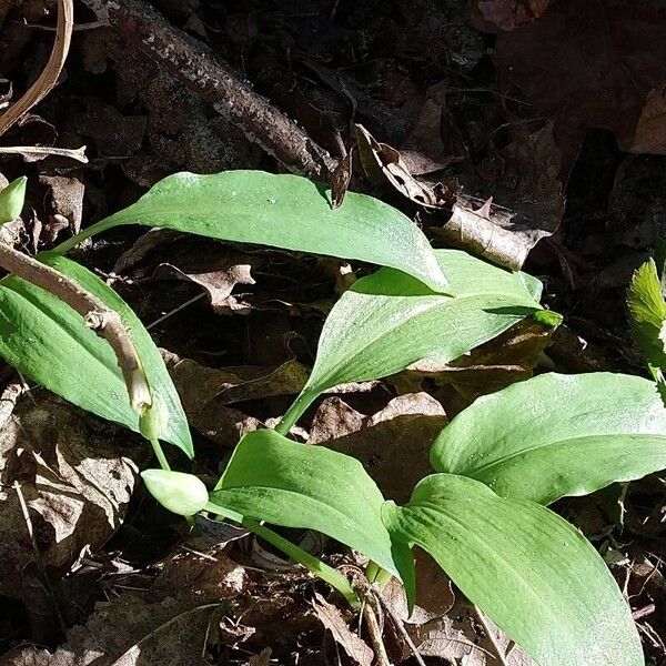 Allium ursinum Blad