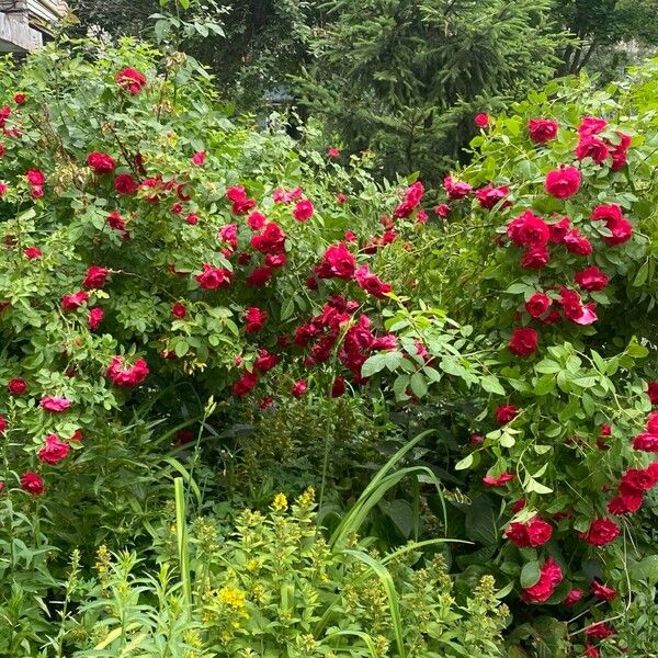 Rosa pendulina Συνήθη χαρακτηριστικά