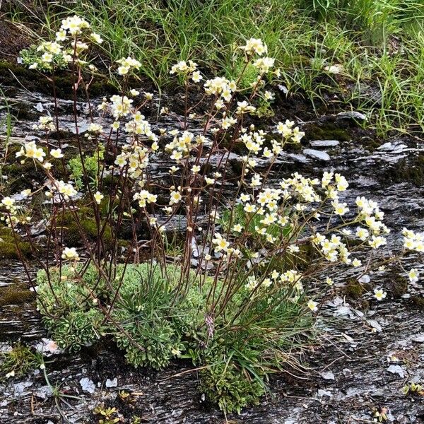 Saxifraga paniculata Yeri