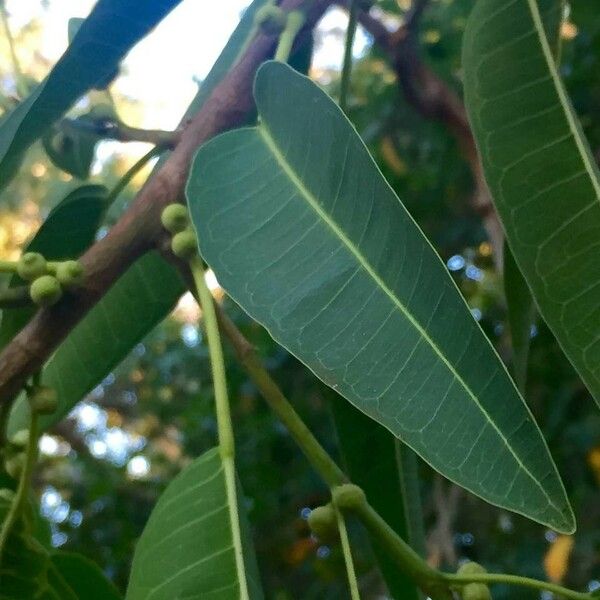 Ficus salicifolia Leht