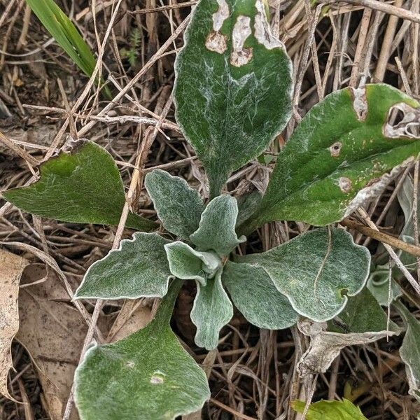 Antennaria plantaginifolia Blad