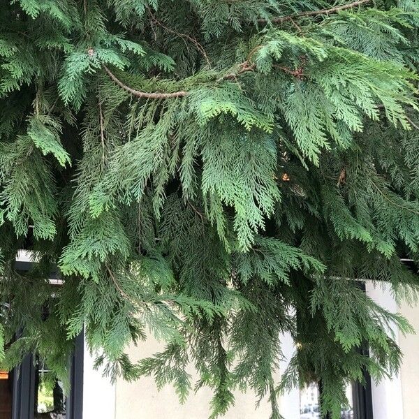 Cupressus cashmeriana Φύλλο