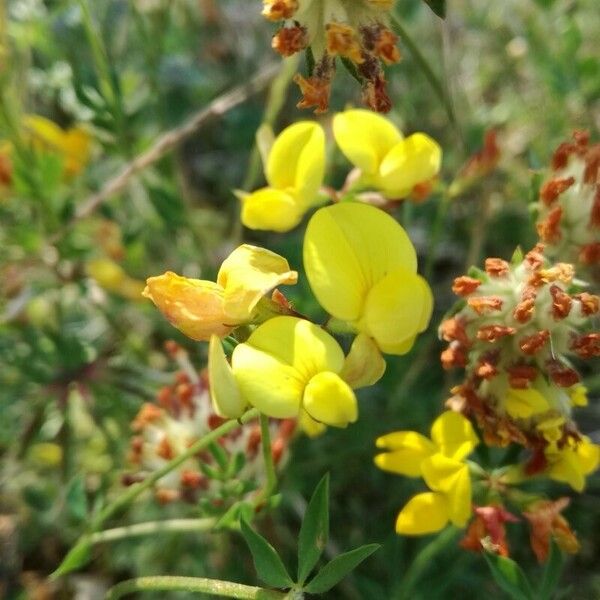 Anthyllis vulneraria 花