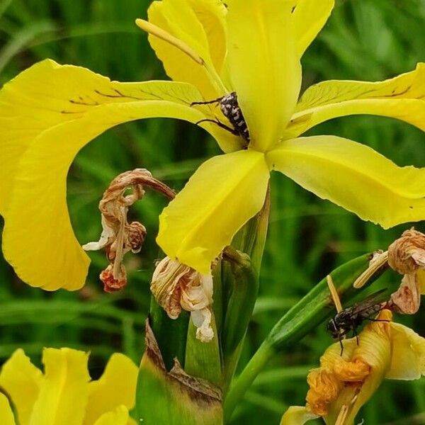 Iris pseudacorus Λουλούδι