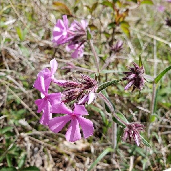 Phlox pilosa Květ