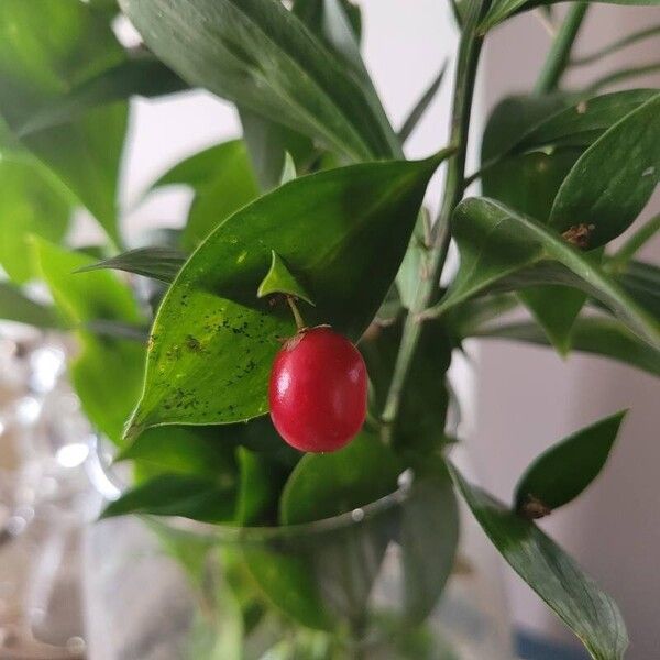 Ruscus hypoglossum Φρούτο