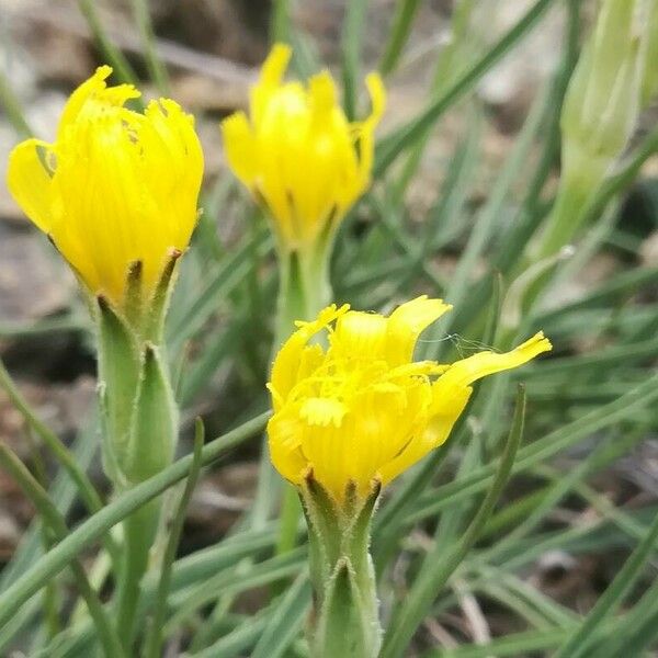 Takhtajaniantha austriaca Flower