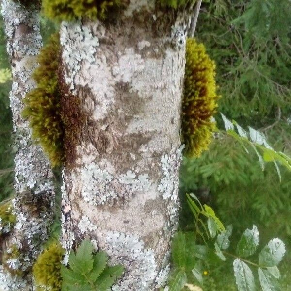 Sorbus aucuparia Rinde