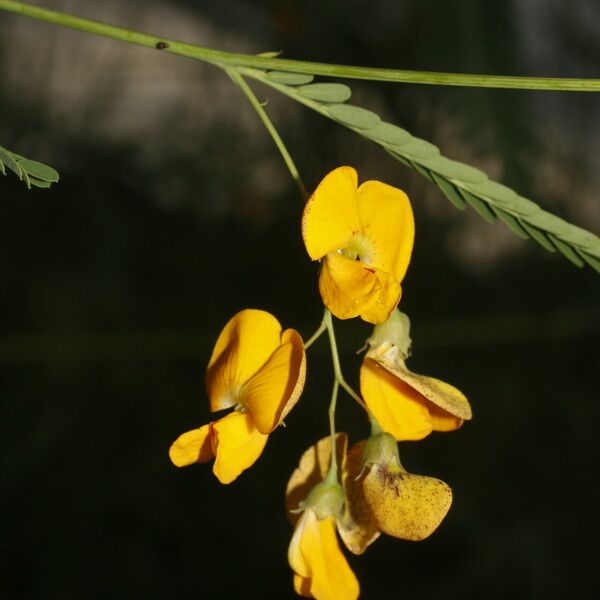 Sesbania herbacea 花