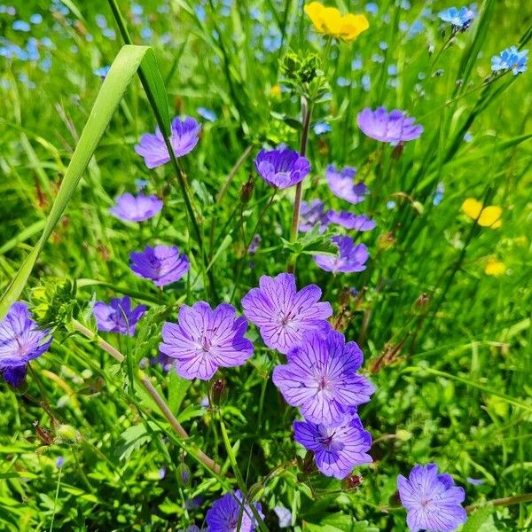 Geranium tuberosum Кветка