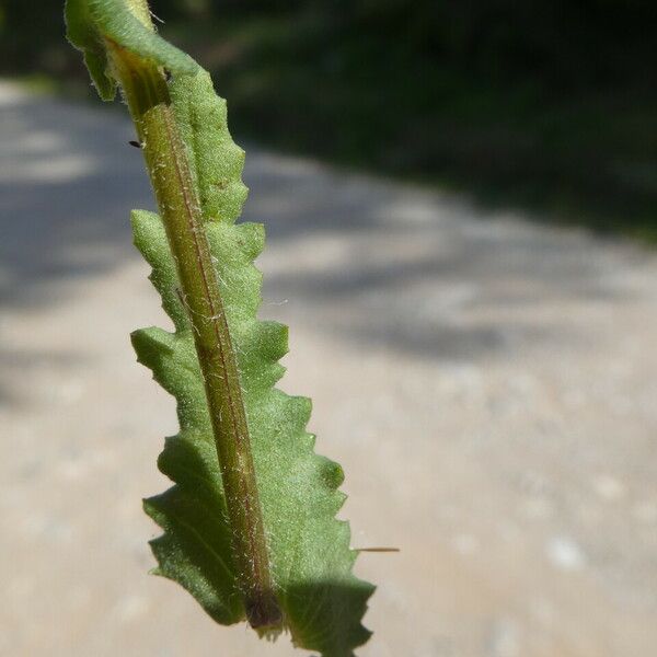 Senecio lividus Cortiza