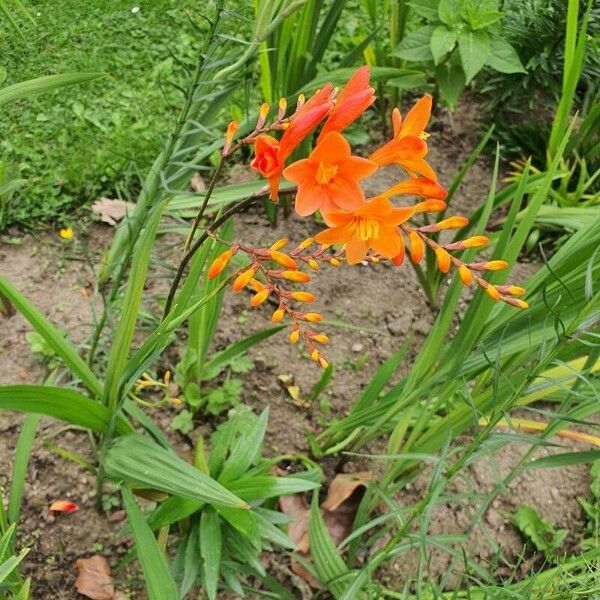 Crocosmia x crocosmiiflora Flor