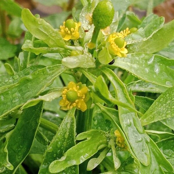 Ranunculus sceleratus Õis